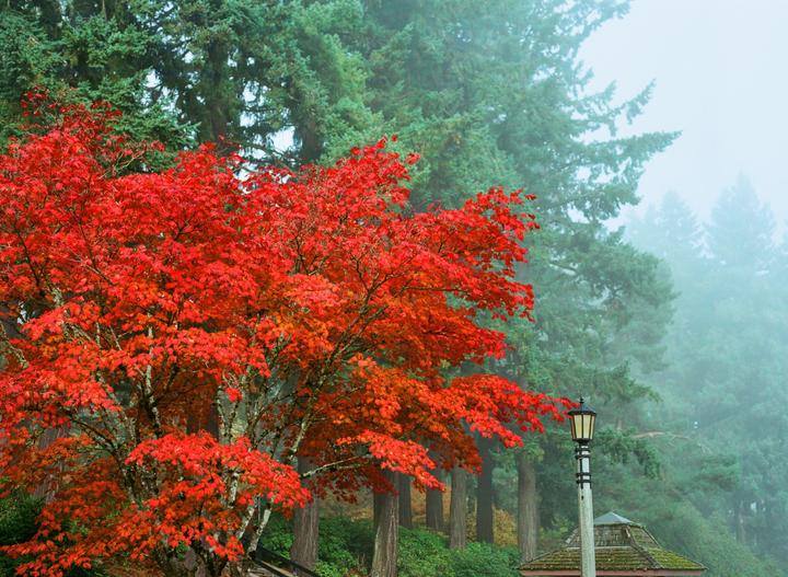 Which came first autumn or ektar? Pentax 645, 75mm f2.8