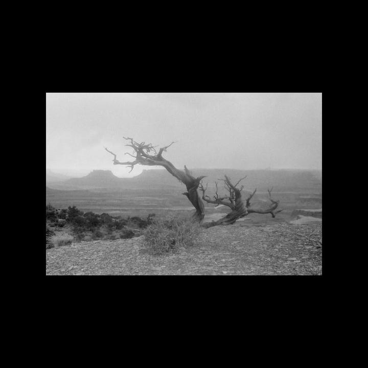 A gnarled, leafless tree stands on a rocky outcrop overlooking a vast, hazy landscape with distant mesas.