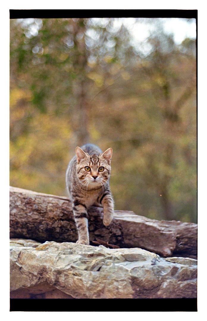 image 36005 by BudFactory