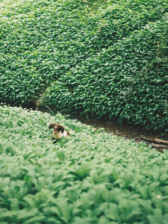 There he is! [Zenit 12 / Gold 200]