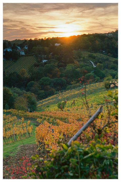 Vineyard hike during a stormy sunset [Nikon F100, Ektar 100, GND Filter]