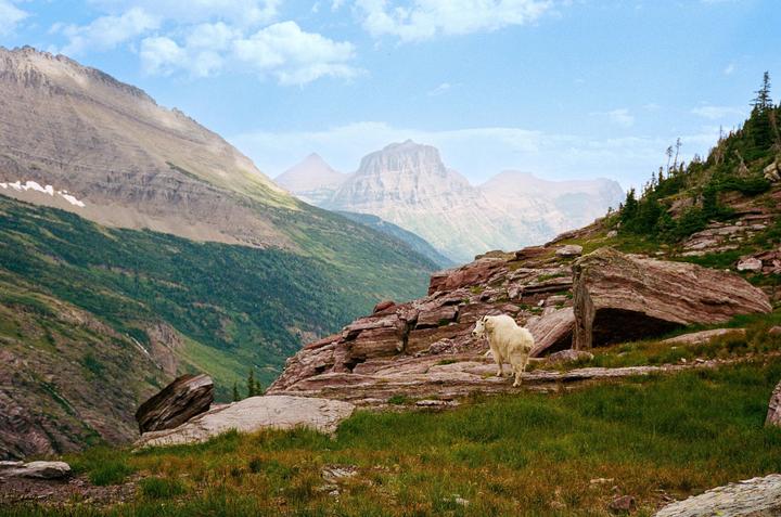 A white mountain goat stands on a rocky, grassy slope with mountains and a valley in the background.