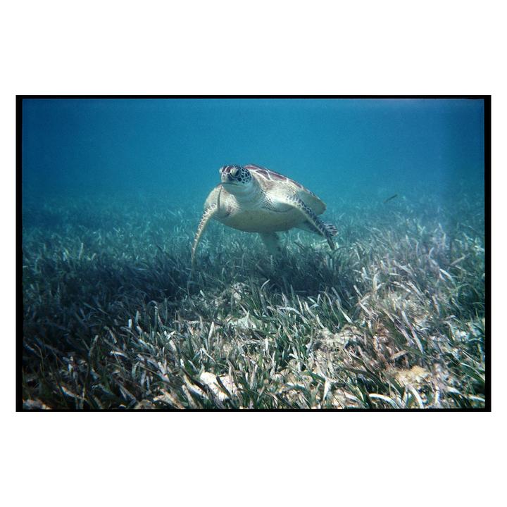 A sea turtle swims above a bed of seagrass in clear blue water.