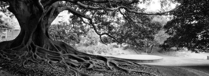 A large tree with exposed roots dominates the left side of the frame, with a circular concrete structure and a building visible in the background.