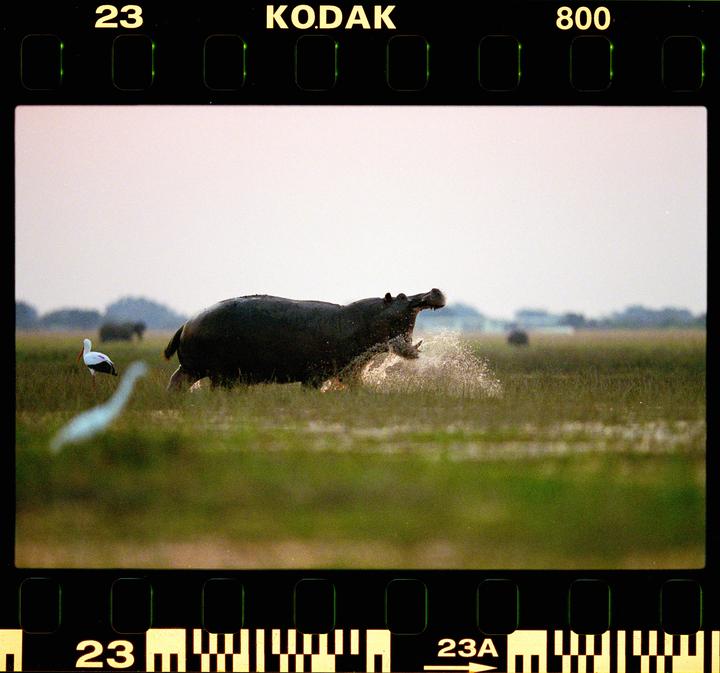 Hippo [Canon 1V, 400 2.8, Ektacolor 800]