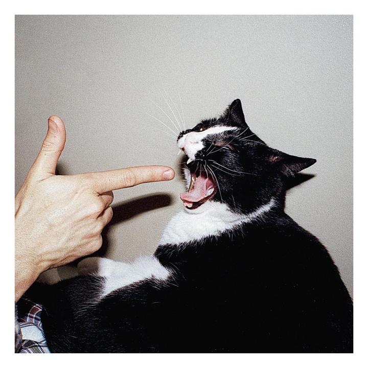 A hand points a finger at a black and white cat with its mouth wide open.