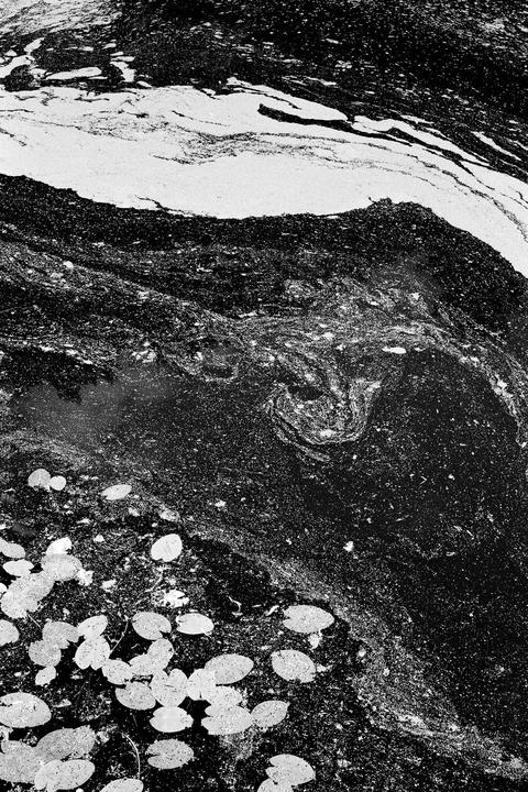 A body of water is covered in swirling patterns of foam and lily pads.