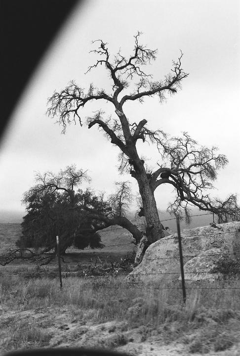 Two large, gnarled trees stand in a field with a barbed wire fence in the foreground.
