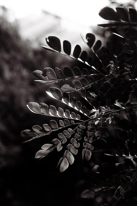 First ever roll of film! (Fomapan 400 / Canon AE1 Program / FL 50mm 1.8 SC)