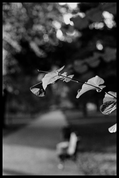 A close-up of leaves on a branch is in focus with a blurred park bench and path in the background.