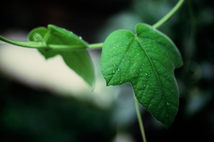 Droplets. [Nikon F2 | 50mm f/2 | Velvia 100 & E100]