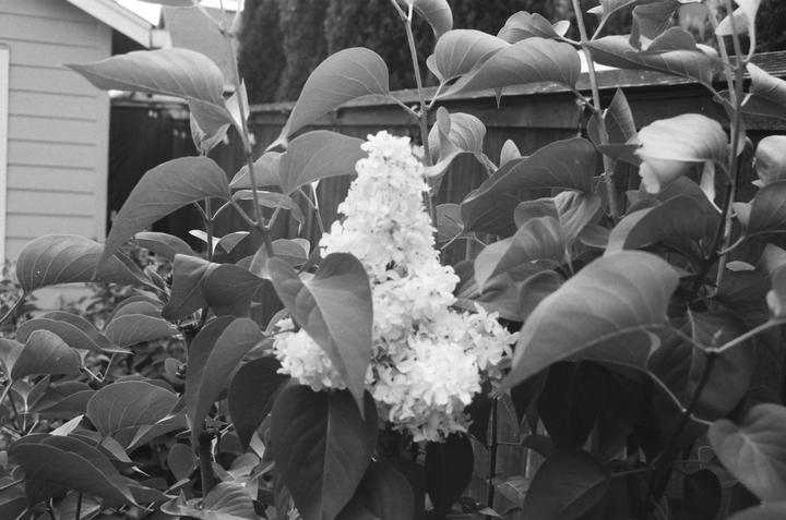 A cluster of small white flowers is surrounded by large leaves in a garden.