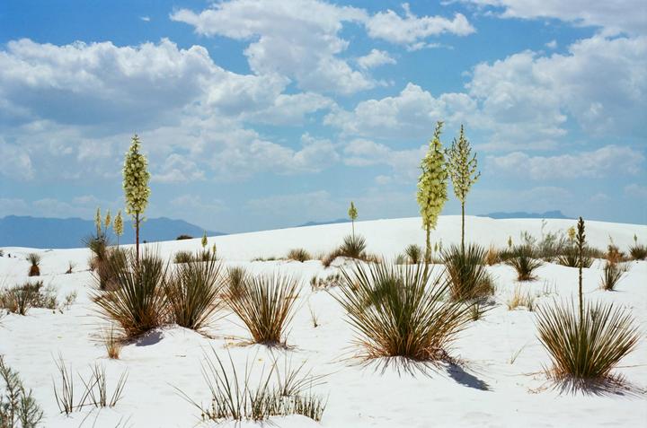 WHITE DESERT OASIS | Nikon F3 | Portra 400