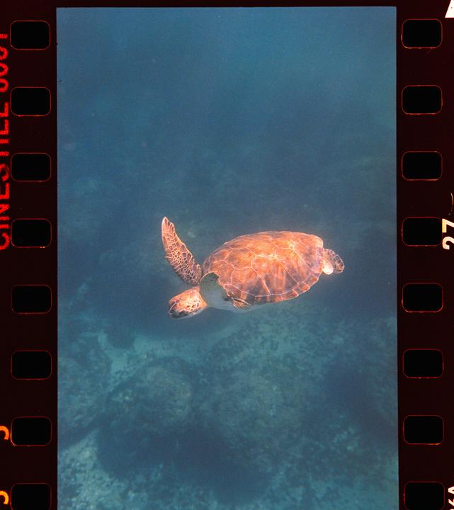 Green Sea Turtle / Cinestill 800T