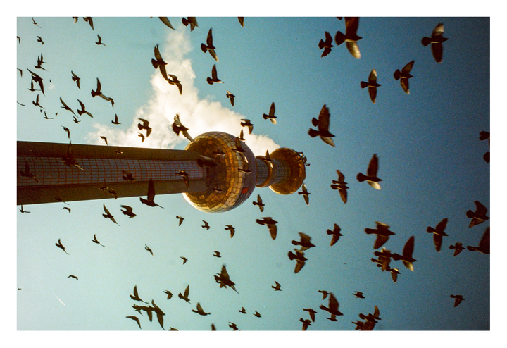 Flock in Flight | Portra 800 Nikon F75