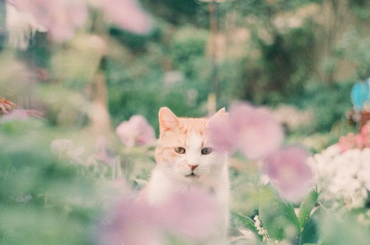 First roll ever shot, 28 year expired kodacolor 200. Konica Autoreflex T2