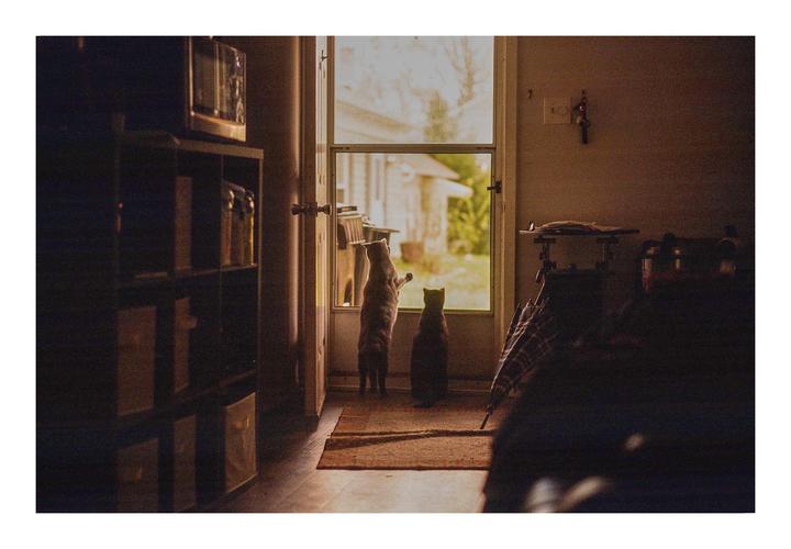Two cats look out a screen door into a bright yard.