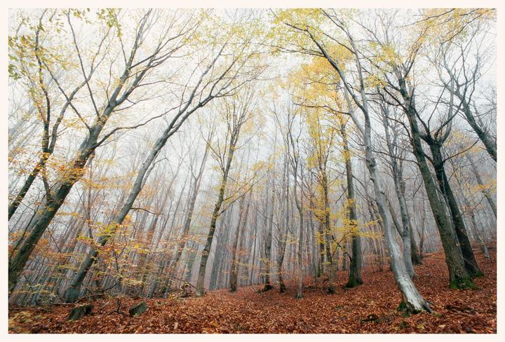 Some woodland shots on Kodak Ektar