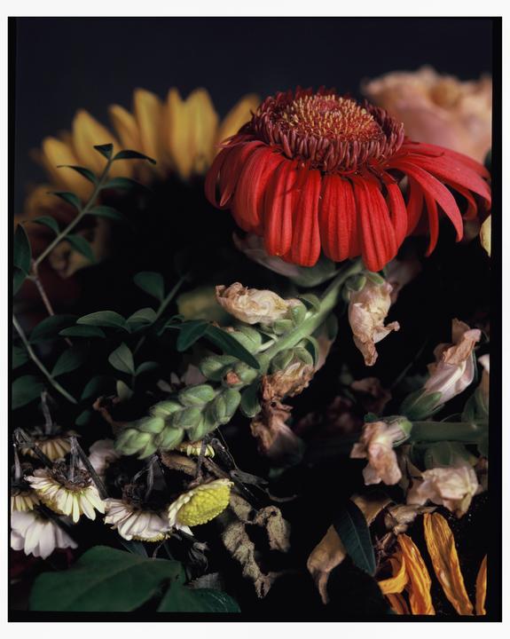 Two weeks after my mother's birthday [Pentax 6x7 / SMC Macro-Takumar 135mm f4 / Fuji Astia 100F, expired 2015]