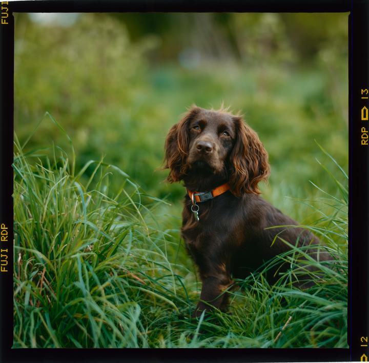 Little Mouse [Hasselblad 503cx, 120mm F4, Provia 100F]