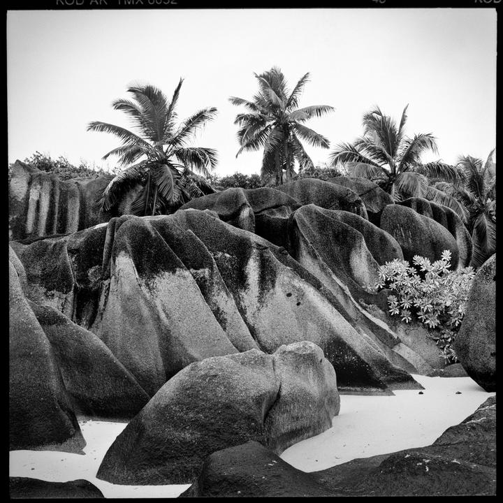 Palm trees stand above large, smooth boulders on a sandy beach.