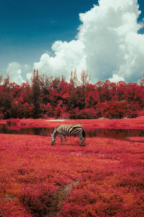 I guess it was worth the money | Leica m6, kodak aerochrome