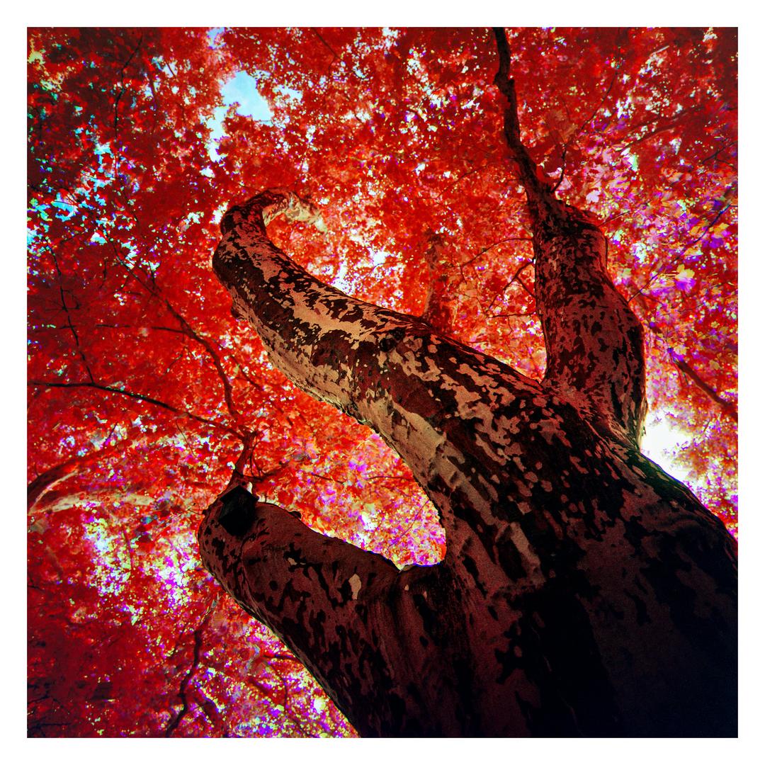 Infrared trichromes [Hasselblad 500CM | 50mm f/4 & 80mm f/2.8 | Rollei Infrared 400]