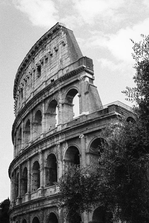 The Colosseum in Rome is partially obscured by a tree in the foreground.