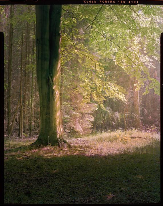 Forest, 4x5, Portra 160, f11, 210mm
