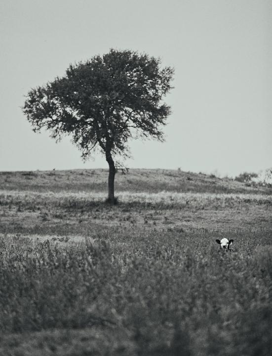 A lone tree stands on a grassy hill with a cow partially visible in the tall grass in the foreground.