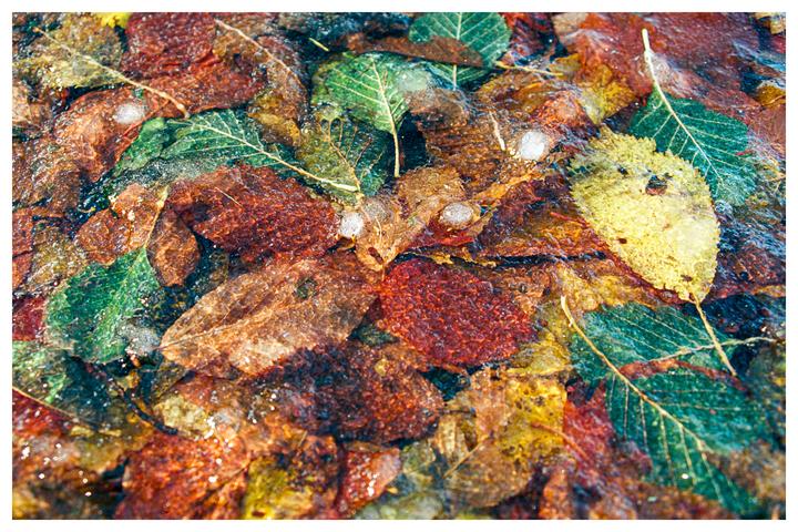 Colorful fall leaves rest on/in the frozen surface of a pond [Nikon F100, Ektar 100]
