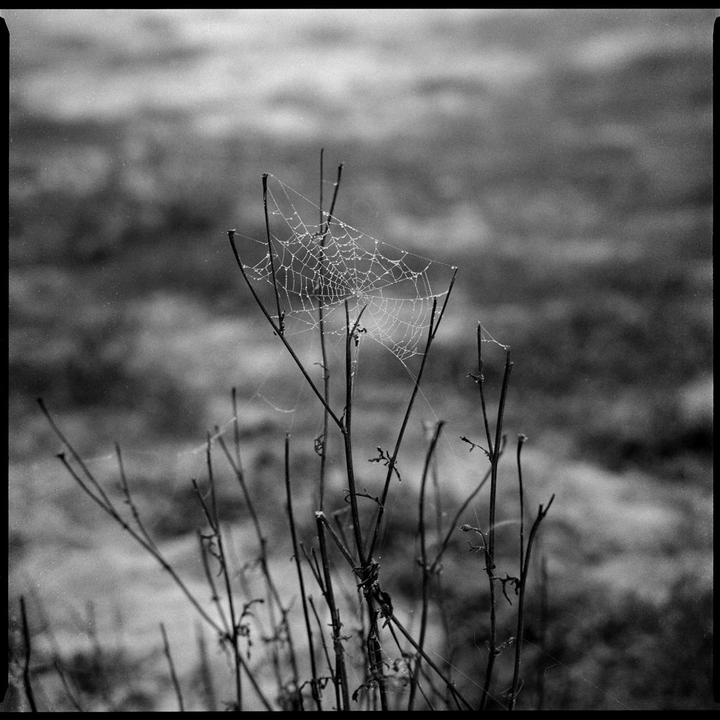 A spiderweb covered in dew drops is visible on a plant stalk in a field.