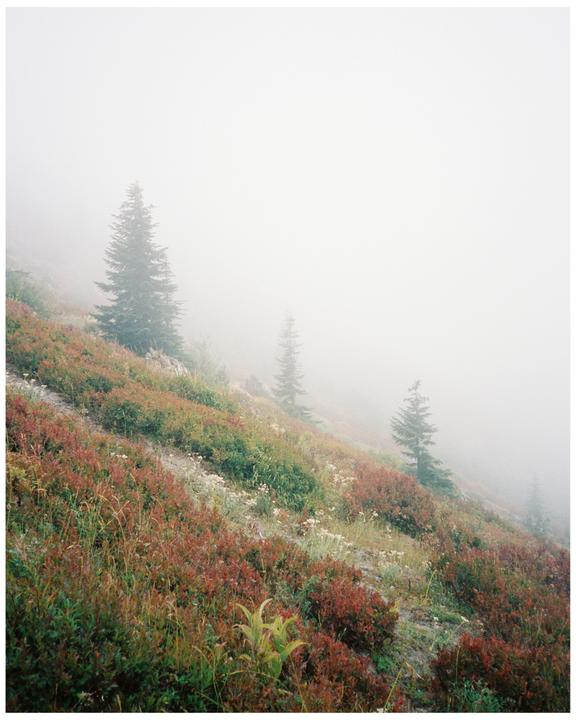 A foggy mountain slope is covered in evergreen trees and red and green foliage.