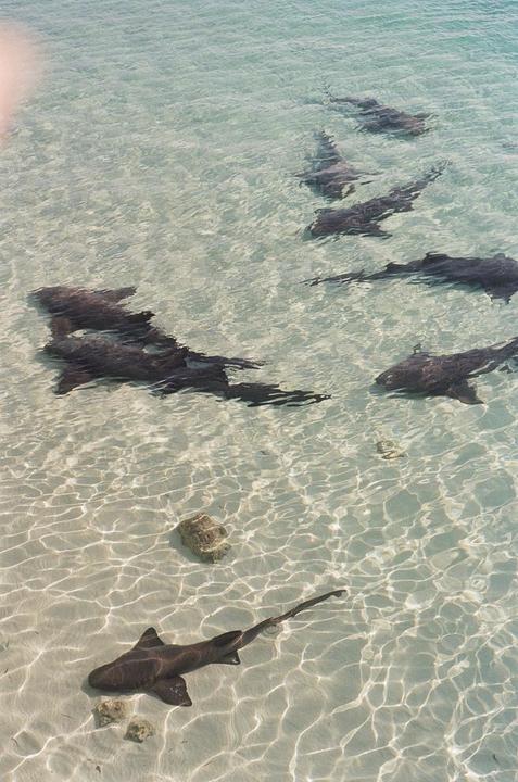 just got back from 45 days in the Bahamas. Pentax K1000, 50 mm prime, Kodak Gold 200
