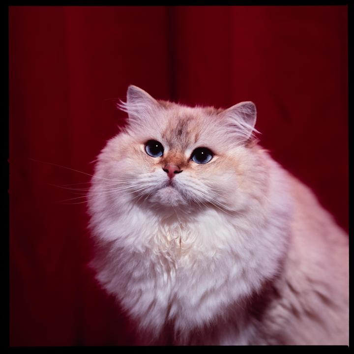 My cat Elvis | Hasselblad 500C, Carl Zeiss Carl Zeiss Sonnar C 150mm f4 + 21 mm Extension, Fujifilm Velvia 100