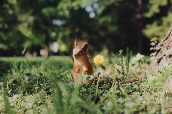 Squirrel in the grass, Fuji GW690III, Kodak gold 200