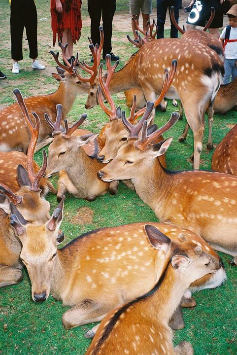Nara Deer Park (Pentax Espio 738, Kodak Ultramax 400)