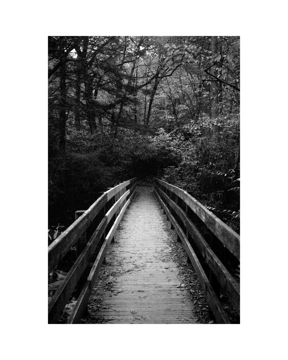 A wooden bridge with railings extends into a dense forest.