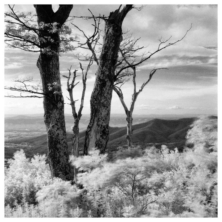 Shenandoah on ILFORD SFX 200, Developed in Rodinal / Mamiya C220 / Infrared R72 filter