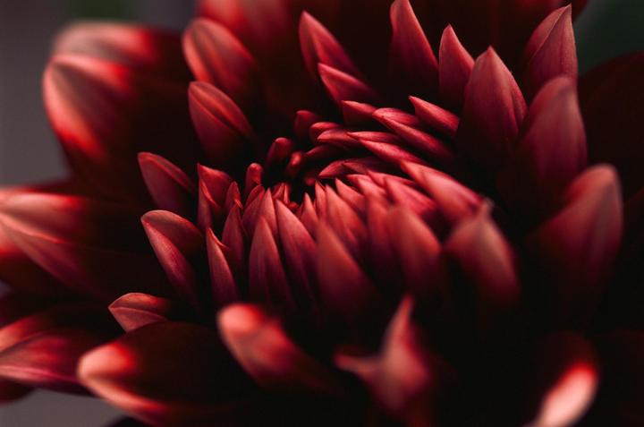 Dahlia 02, Nikon F5, Nikon 105mm f/2.8D AF Micro-Nikkor, Fuji Velvia 50