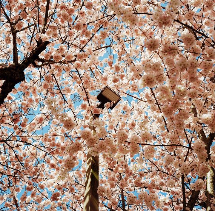 Mom said it was my turn to post cherry blossoms [Hasselblad 503cx, 80mm, Gold 200]
