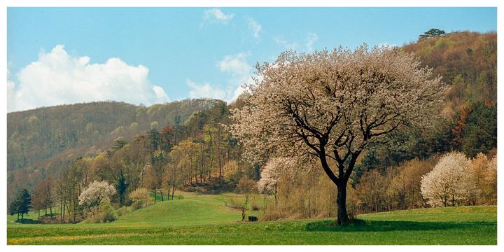 A large tree with white blossoms stands in a green field with hills and a forest in the background under a blue sky with clouds.