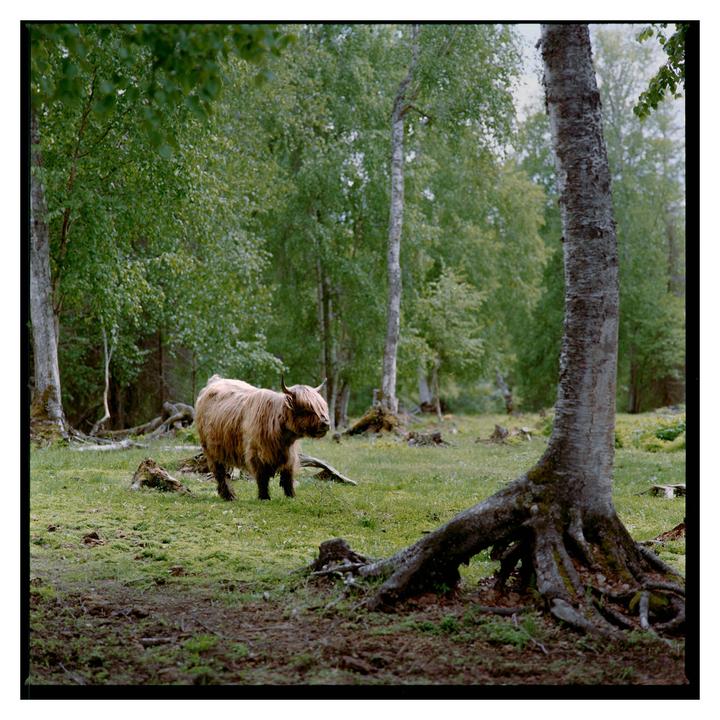 Alaskan Highland Cow [Hasselblad 501cm, 150mm f/4, Portra 400]