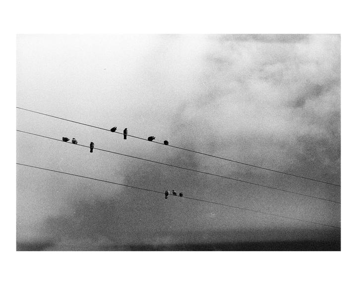Several birds perch on two parallel power lines against a cloudy sky.
