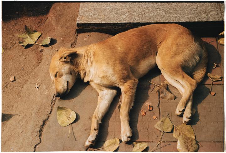 All Tuckered Out · Kodak Portra 400 · Leica M6 TTL 50MM Summicron