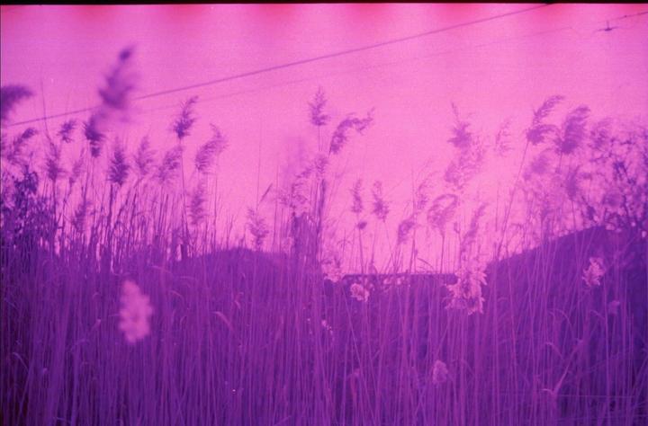 Why purp?