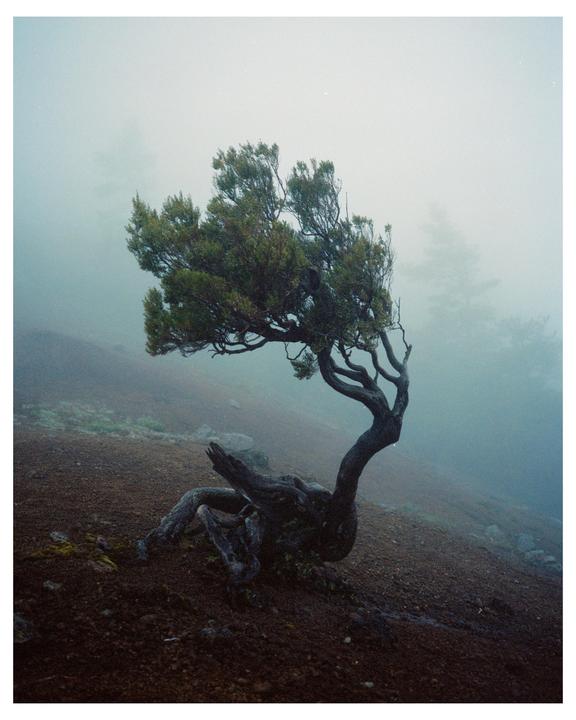 A gnarled tree with green foliage grows on a barren, misty hillside.