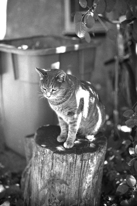 Leila [Zeiss Ikon ZM | Canon 50mm f/1.4 | HP5+ at 800]