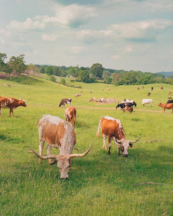 Longhorns (Fuji GW690 II, Kodak Portra 400)