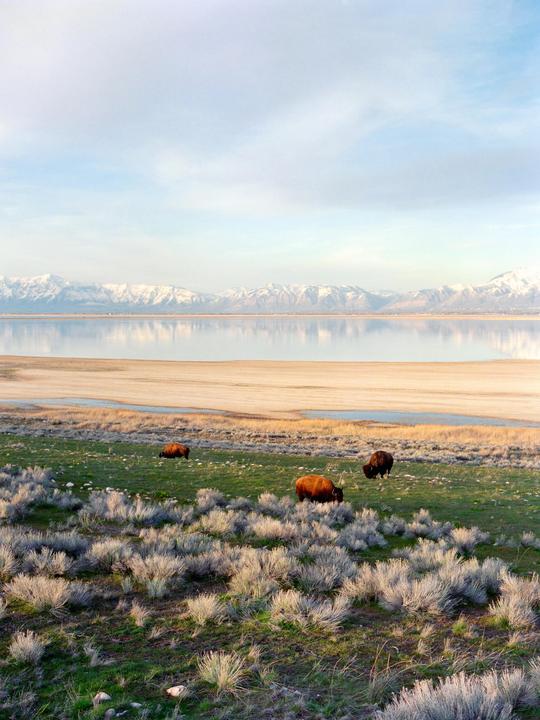 Bison on Antelope Island | Bronica etrsi 75mm f2.8 | Fuji pro 400h